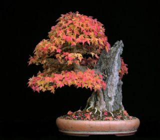 Trident Maple, Acer buergerianum, Fall Colors Seeds