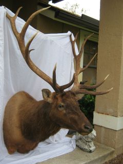 Elk Head Shoulder Mount Taxidermy   13 point
