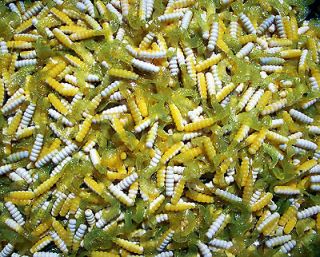   WHITE/CHARTREUSE 2 Juiced GRUBS Crappie Lures/TROUT/Bream/Perch/Shad