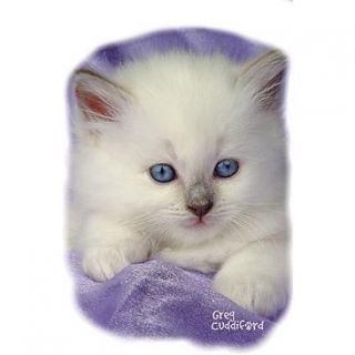 PURPLE PASSION RAGDOLL PERSIAN WHITE SMOKE KITTEN CAT T SHIRT S M L 