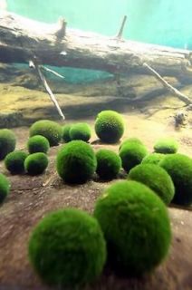 Moss Ball fish tank co2 live fern aquarium java plant O