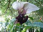 Seeds Tacca nivea Bat Head Lily, Bat Flower, Devil Flower, White 