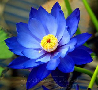 10 Seed Blue Goddess Lotus Flower Seeds Gorgeous Aquatic Plants Label 