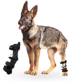 Rear Leg Hock Splint for Dogs