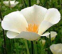 50 CALIFORNIA WHITE POPPY FLOWER SEEDS   white linen