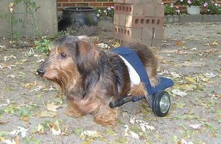 LOOKING TO BUY A DOG WHEELCHAIR CART, ( WHAT YOU NEED TO KNOW )
