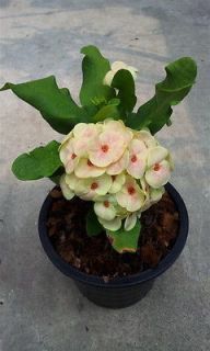 Euphorbia milii ( crown of thorns ) supsetthee,1plant