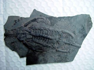 Incomplete Triassic Keichousaurus real Dinosaur Fossil