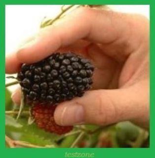 Triple Crown Blackberry Plant   20 Seeds   Giant Thornless 