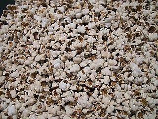 sorghum seeds in Seeds & Bulbs
