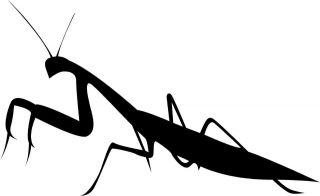 Realistic Praying Mantis Decal / Sticker   You pick the color!!