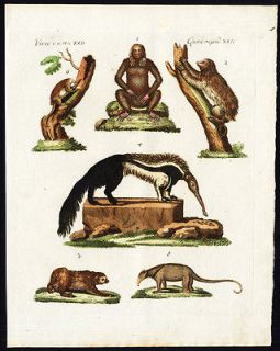 Antique Print TWO TOED SLOTH AI MANED SLOTH GIANT ANTEATER Bertu​ch 