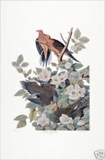 Ltd. Ed. Loates Audubon CAROLINA TURTLE DOVE Bird Print