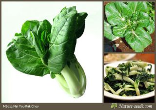 Nai You Pak Choy / Bok Choy White Stem Vegetable Heirloom Gardening 