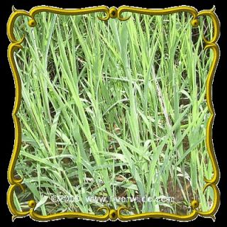 Rice Cut Grass   Jumbo Wild Grass Seed Packet (1000)