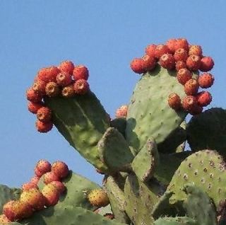   FRUIT nopalina nopalea exotic edible cactus sweet juice seed 50 SEEDS