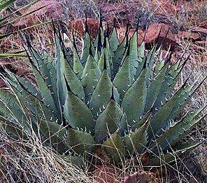 AGAVE PARRYI subp. NEOMEXICANA SEEDS Mescal   Various Quantities