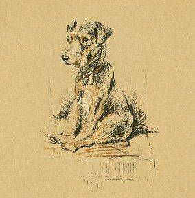 Lakeland Terrier   Vintage Dog Print   1937 L. Dawson
