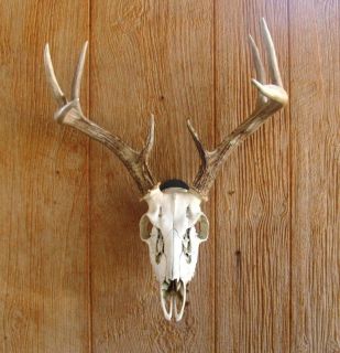 European Mount Skull Hanger for Deer and Wild Boar
