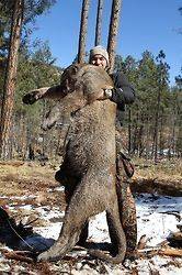 2012 2013 NEW MEXICO TROPHY MOUNTAIN LION HUNT $2,699, 99%OPP
