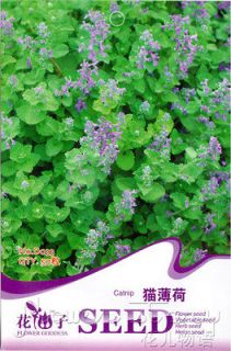 Pack 50+ Rare Herb Seeds Catnip Mint Seed Oriental Healthy 