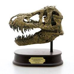   Tyrannosaurus Skull King of dinosaur T rex Head skull model 1210