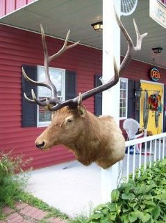 Bull Elk trophy mount     MAKE AN OFFER     6X6 antler rack taxidermy 