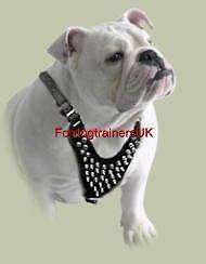 Spiked Padded Leather Dog Harness H9 English Bulldog