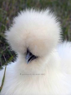 Silkie Bantam Chicken White Fridge Magnet from Photo