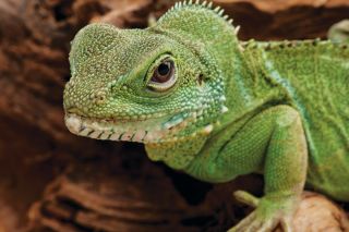 Why Reptiles Make Good Pets  