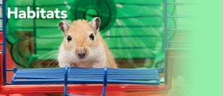 Rabbit Supplies & Supplies for Ferret, Guinea Pig & Others  PetSmart