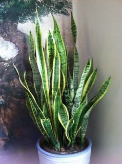 snake plant in Flowers, Trees & Plants