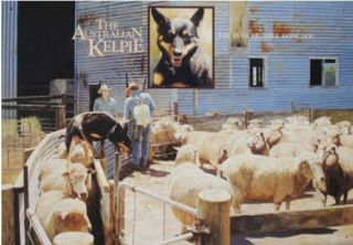 Australian Heritage Series Black & Tan Kelpie Dog Farm Sheep Tin Sign