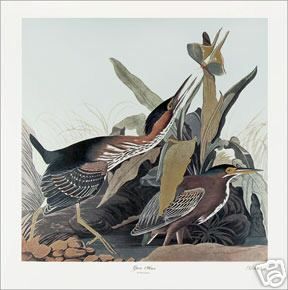 Ltd. Ed. Loates Audubon GREEN HERON Bird Print Signed