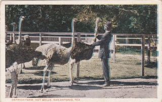 San Antonio Texas ostrich farm hot Wells vintage view postcard