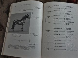 MORGAN Horse Handbook Jeanne Mellin Hdcv BOOK 1973 SUPER ILLUSTRATIONS 
