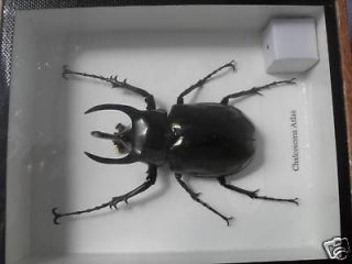 HORNED RHINO BEETLE CHALCOSOMA ATLAS TAXIDERMY INSECT