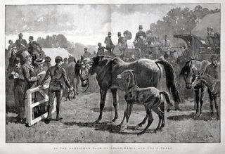 HORSE Auction, Broodmares Mares & Foals for Sale, HUGE Antique 1880s 
