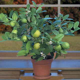 DWARF tree Key Lime (Citrus aurantifolia) indoor outdoor SEEDS.