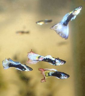 Newly listed Live Guppies Tequila Sunrise/Purple Moscow 3+ Fry