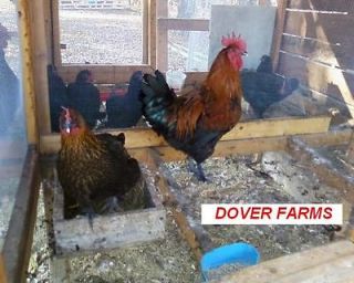 newly listed 6 french black copper marans eggs time left