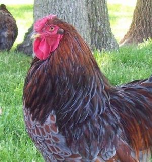 Blue Laced Red Wyandotte hatching eggs 12+ NPIP (Large Fowl)