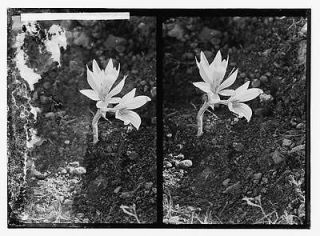 oleander nerium oleander l  10 42 buy