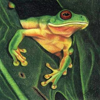 Set of 4 ~ Red Eyed Tree Frog Rainforest Animals Design Coasters