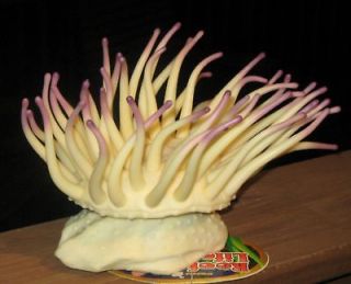 penn plax aquarium anemone coral ornament plant x large time