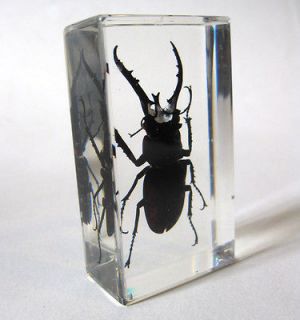   Beetle Specimen Glass Block Paperweight Desk Decor Oddity Odd Gift