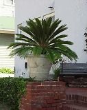sago palm large potted tree  0 99