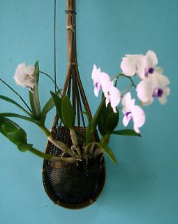  hand woven gauze screen orchid,vine,ca​ctus,fern,till​ands c