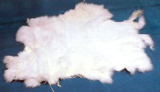 01 rabbits white skins pelts fur hides 
