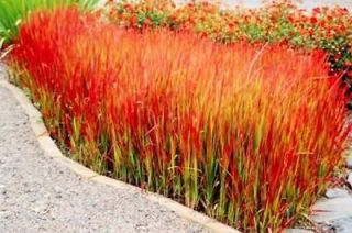 Japanese Blood Grass   Imperata cylindrica Red Baron   4 Pot